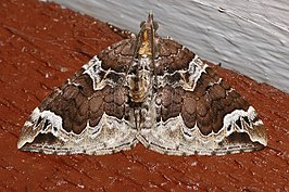 Eulithis xylina