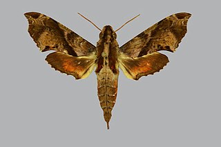 <i>Eupanacra poulardi</i> Species of moth