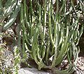 Euphorbia canariensis