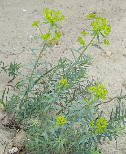 Молочай Euphorbia seguieriana