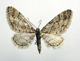 <i>Eupithecia lanceata</i> Species of moth