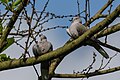 Eurasian collared dove (Streptopelia decaocto) 37.jpg