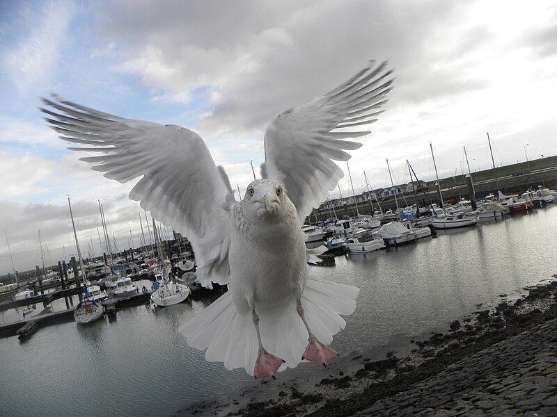 File:European Herring Gull 07.jpg