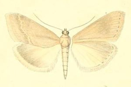 Evergestis_subfuscalis