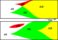 This diagram illustrates how sexual reproduction (top) might create new genotypes faster than asexual reproduction (bottom). The advantageous alleles A and B occur randomly. In sexual reproduction, the two alleles are combined rapidly. But in asexual reproduction, the two alleles must independently arise through clonal interference. Evolsex-dia2a.svg