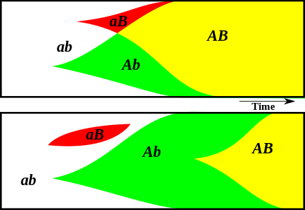Sex helps the spread of advantageous traits through recombination. The diagrams compare the evolution of allele frequency in a sexual population (top) and an asexual population (bottom). The vertical axis shows frequency and the horizontal axis shows time. The alleles a/A and b/B occur at random. The advantageous alleles A and B, arising independently, can be rapidly combined by sexual reproduction into the most advantageous combination AB. Asexual reproduction takes longer to achieve this combination because it can only produce AB if A arises in an individual which already has B or vice versa.