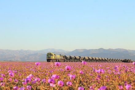 Desierto Florido