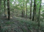 Niederkaufungen'in kuzeyindeki FFH alan ormanı, 1, Niederkaufungen, Kaufungen, Kassel.jpg