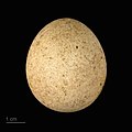 * Nomination egg of Eleonora's falcon - Oeuf de Faucon d'éléonore --Ercé 06:22, 25 February 2020 (UTC) * Promotion Good quality.--Agnes Monkelbaan 06:43, 25 February 2020 (UTC)