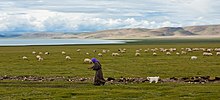 Pastoral nomads constitute about 40% of the ethnic Tibetan population. Farmer namtso.jpg
