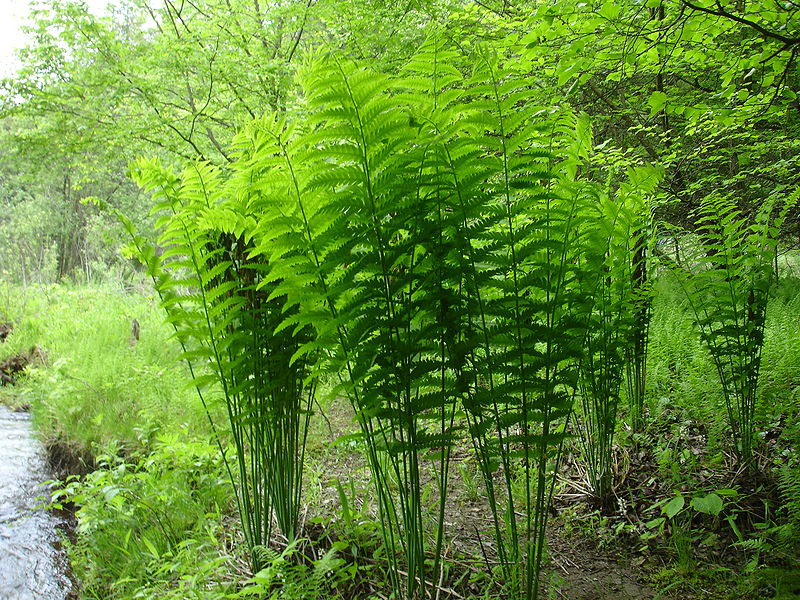 File:Farnsworth Branch-Tionest-4Foot Ferns.jpg