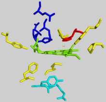 Ferrochelatase active site with protoporphyrin IX substrate in green. Residues shown are: hydrophobic groups holding protoporphyrin IX (yellow), anionic proton transfer path (dark blue), metalation residues (cyan), catalytic histidine (red). Fech-2qd1-activesite.png