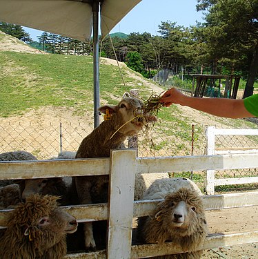 Feeding a little sheep in Korea