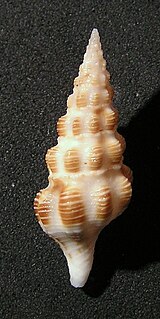 <i>Fenimorea</i> Genus of gastropods