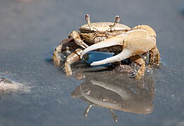 Crabe flèche — Wikipédia