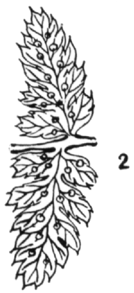 File:Fig 2 Dryopteris spinulosa intermedia.png