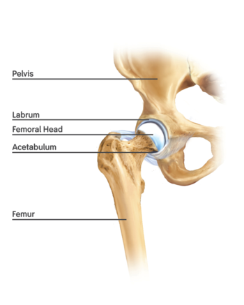 Figure 1. Basic anatomy of the hip joint