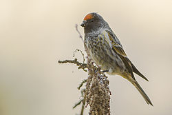 Fire-fronted Serin Nainital Uttarakhand India 31.01.2015. jpg