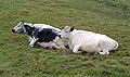 * Nomination Swedish Hornless Cattle in Norway --MonaLuna 11:35, 17 April 2010 (UTC) * Promotion good --Ianare 04:25, 24 April 2010 (UTC)