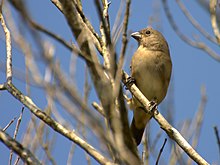 Flickr - Dario Sanches - BIGODINHO fêmea (Sporophila lineola) (2).jpg