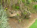 Flickr - brewbooks - Cacti at Paloma Gardens.jpg