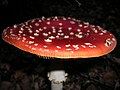 Amanita muscaria