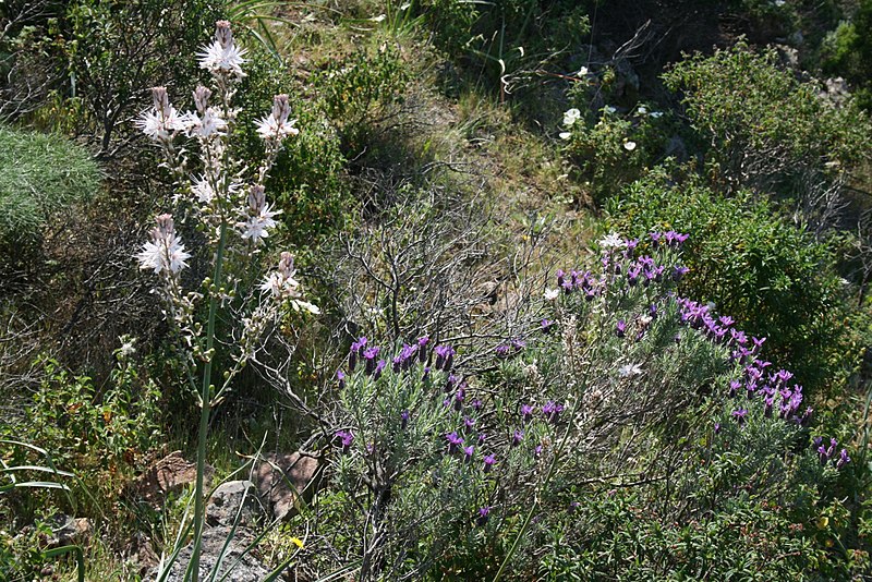 File:Flowering-garrigue4.JPG