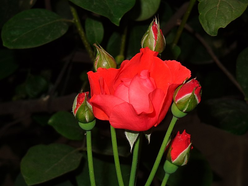 File:Flowers Nepal 10015.JPG