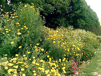 A garden in IIT Delhi Flowers at Indian Institute of Technology Delhi.jpg