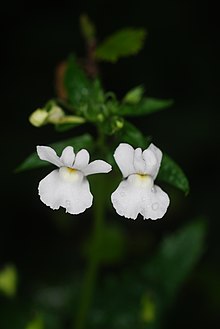 Flowers of Nemesia floribunda.jpg