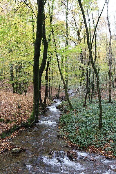 File:Forêt Domaniale de Chateau-Regnault, Parc naturel régional des Ardennes 09.jpg