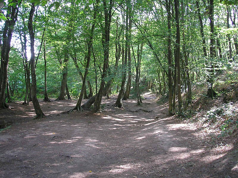 File:Forêt de brocéliande.JPG