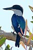 Forest Kingfisher