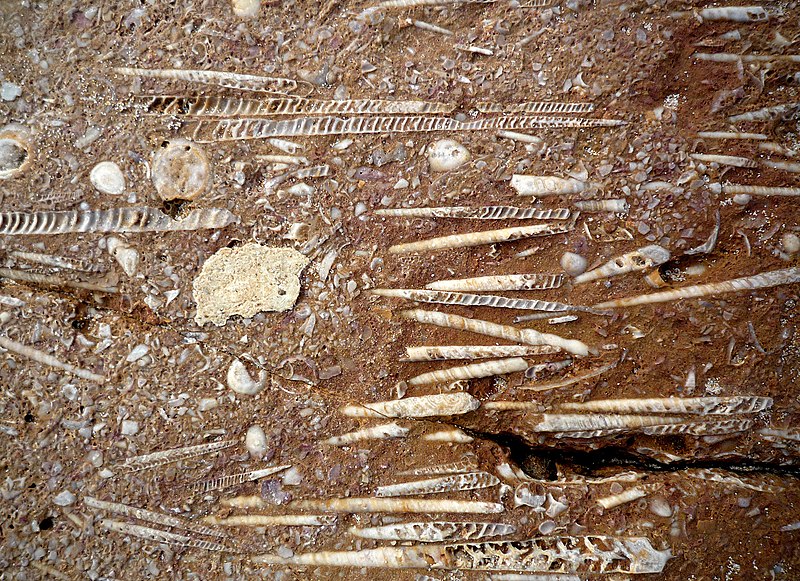 File:Fossils Luz 04 (3181590065).jpg