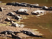 Freshwater crocs at windjana gorge.jpg