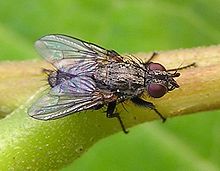 Rhinophoridae (Cyclorrhapha: Schizophora: Calyptratae: Oestroidea)