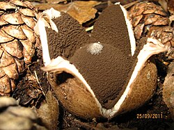 GEASTRUM MELANOCEPHALUM (Czern.) Stanek (6272747375).jpg