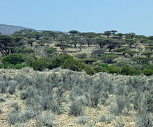 The unique flora of Cal Madow