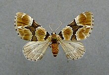 Gagitodes sagittata.jpg