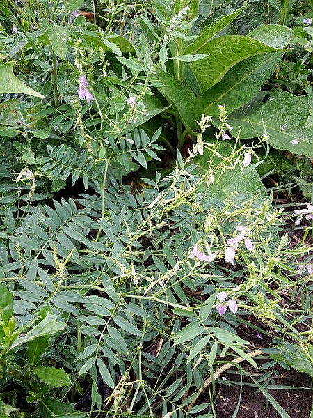 File:Galega officinalis sl91.jpg