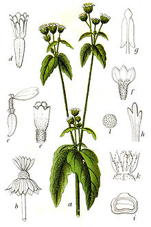 Galinsoga parviflora Sturm16.jpg