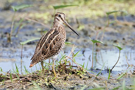 Pin-tailed snipe, by JJ Harrison
