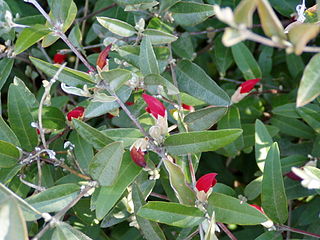 <i>Gastrolobium celsianum</i> Species of legume