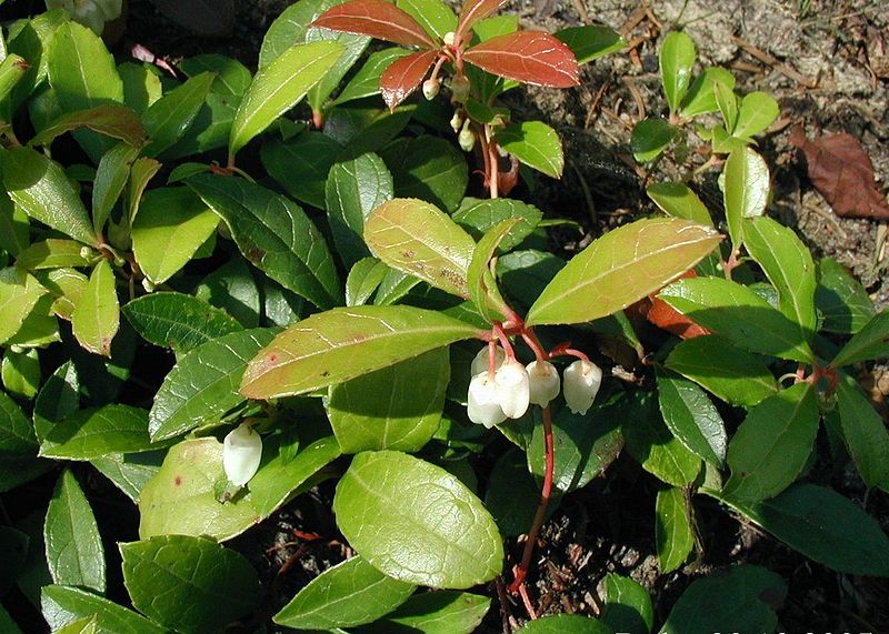 File:Gaultheria-procumbens-habit.JPG