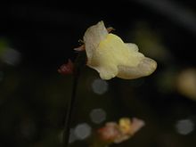 Genlisea filiformis цветок Darwiniana.jpg