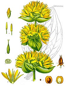 Gentiana lutea - Köhler–s Medizinal-Pflanzen-066.jpg