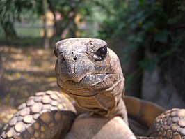 Braziliaanse reuzenschildpad