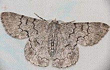 Geometrid Moth (Pingasa rhadamaria) (32443503916) .jpg