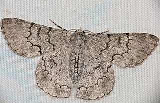 <i>Pingasa rhadamaria</i> Species of moth