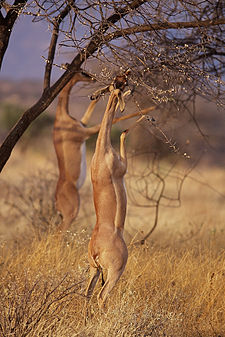 Gerenuk (Litocranius walleri) Gerenuks in Samburu.jpg